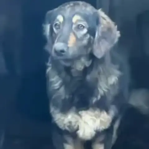 Rex