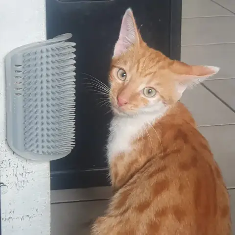 Bella