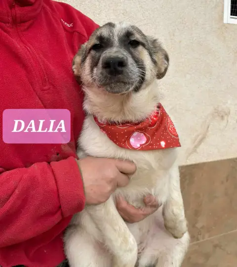 Dalia photo 2