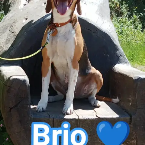 Brio