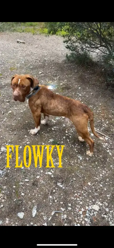 Flowky