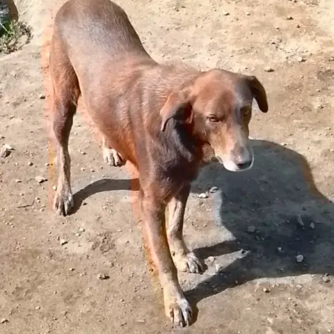 Choco