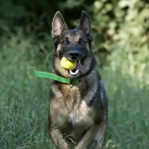 Marley