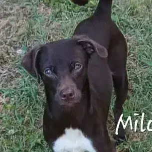 Milo photo 2