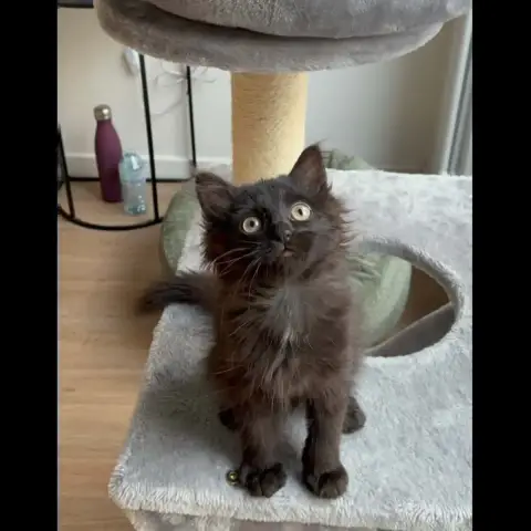 Kira