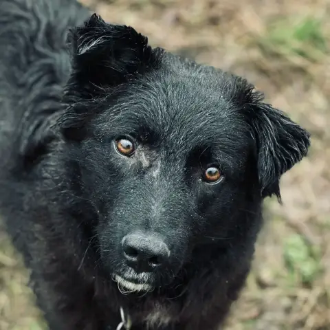 Iris photo 2