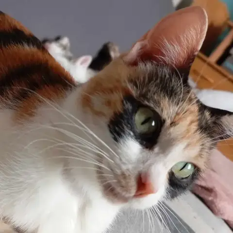 Choupette photo 3
