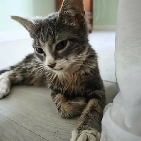Bayla