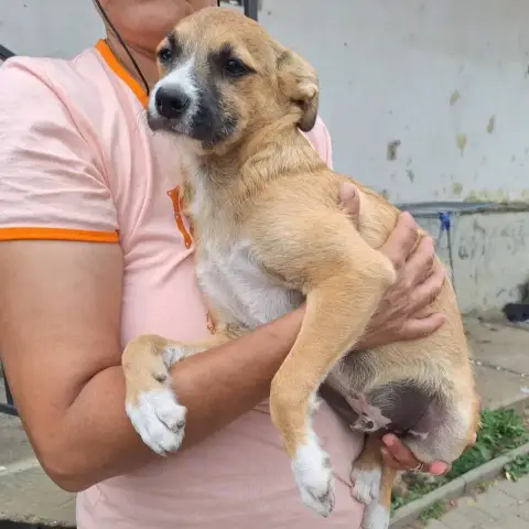 Pongo