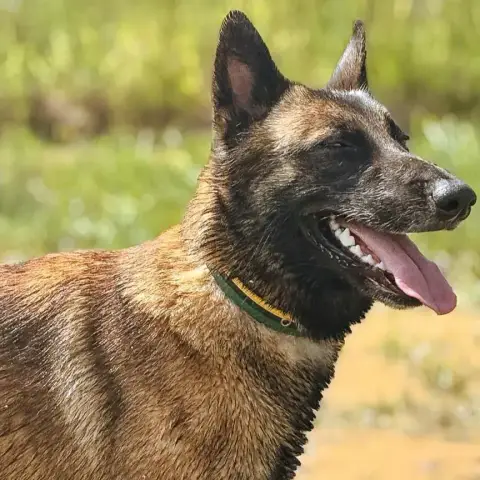 Kali