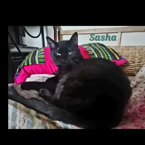 Sasha photo 3