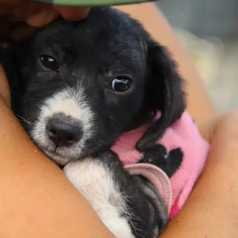 Loki