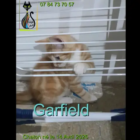 Gardfield