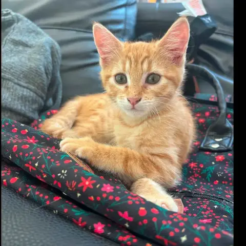Nala