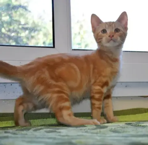 Nemo