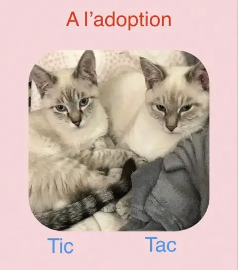 Tic