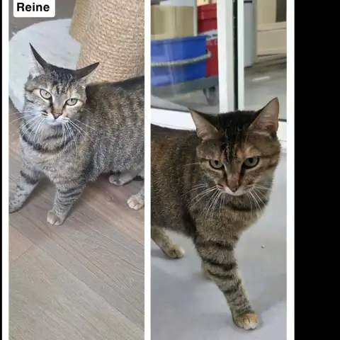 Reine