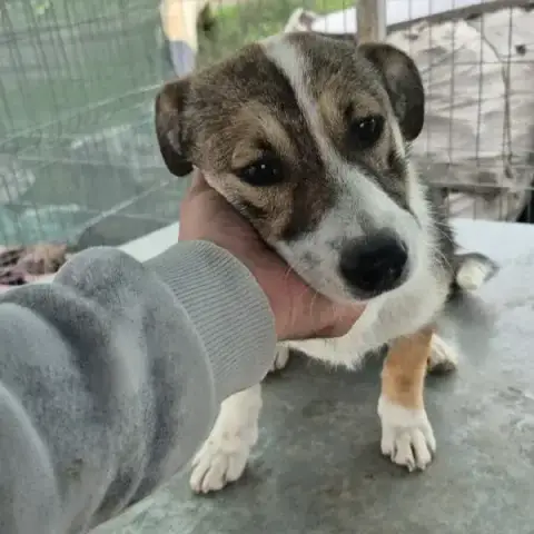 Tortilla