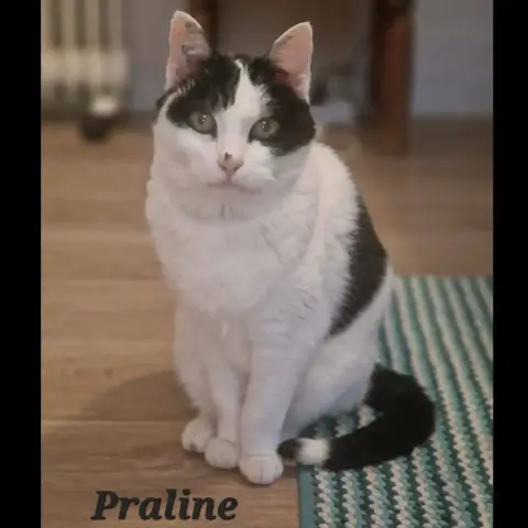 Praline Et Lolite