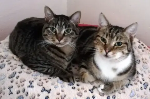 Tigrou Et Titus photo 2