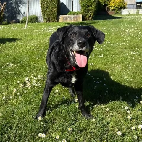 Daisy