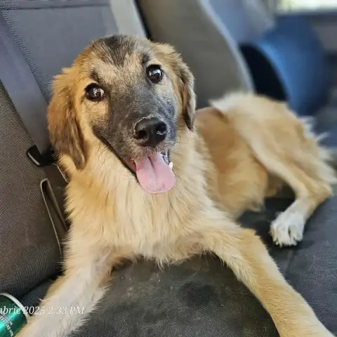 Koba