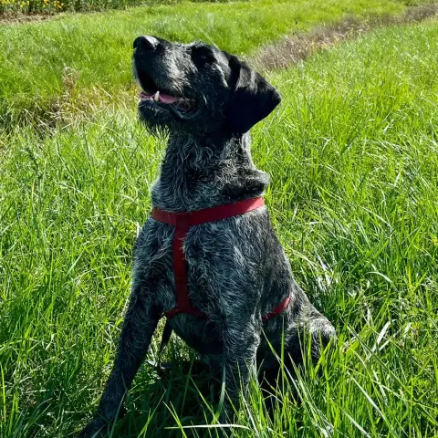 Rox photo 3