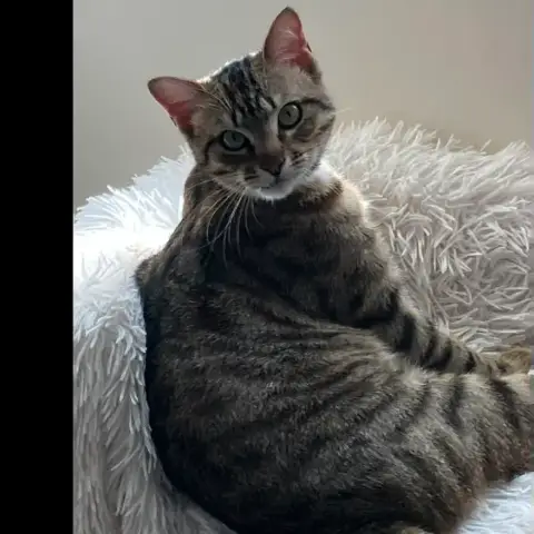 Picasso