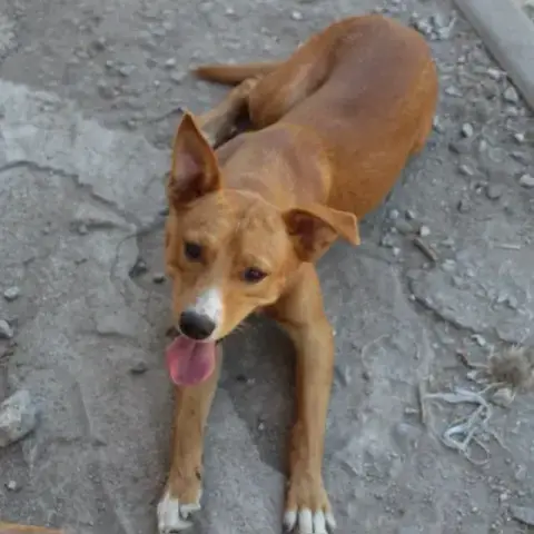 Charlie photo 2