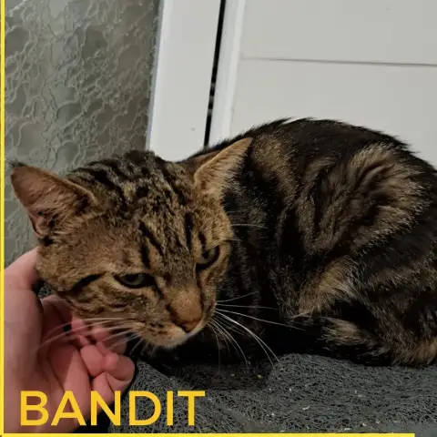 Bandit photo 3
