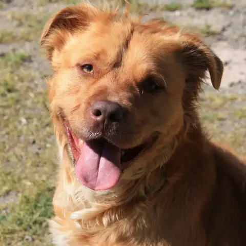 Floki