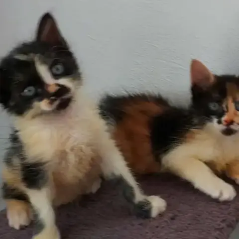 Bahia Et Pandy