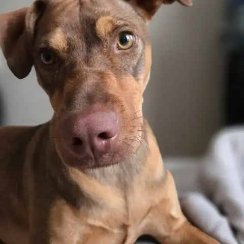 Arya