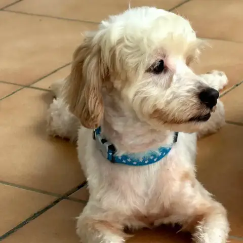 ✨️ Qormi ✨️ 🐶 photo 3
