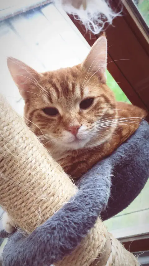 Simba Et Picasso photo 3