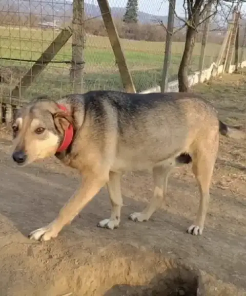 Stella photo 2