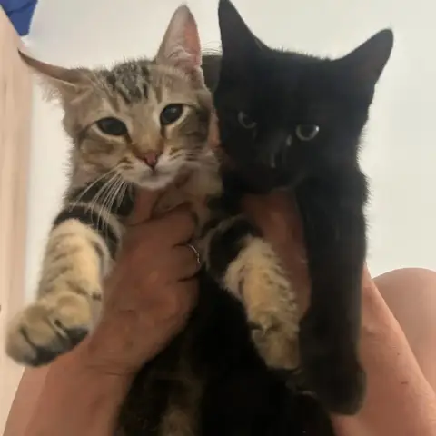 Lima Et Quinto