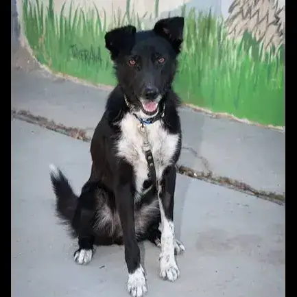Suri photo 3