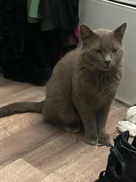 Sultan Fiv photo 2