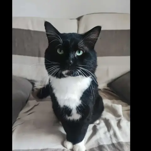 Felix photo 3