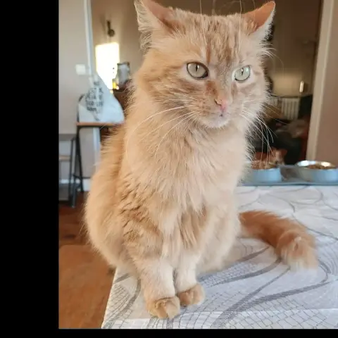 César photo 3