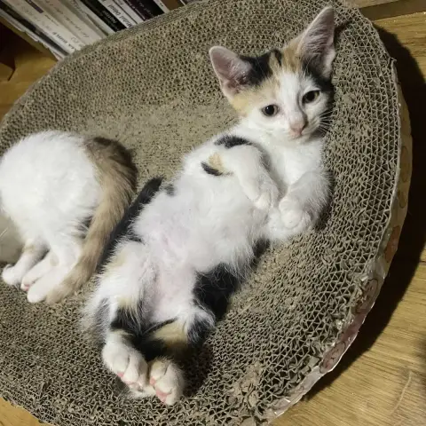 Toupie