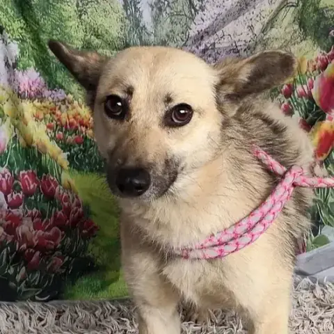 Kiara