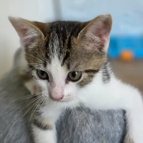 Juno photo 2