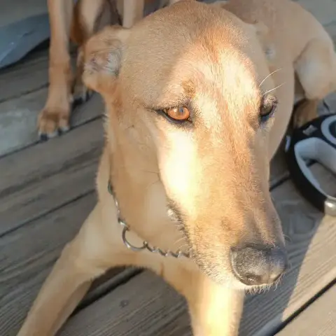 Loki photo 3