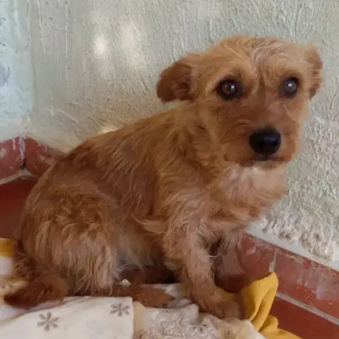 Canela