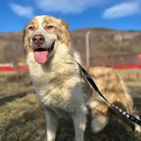 Collie