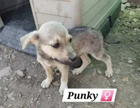 Punky