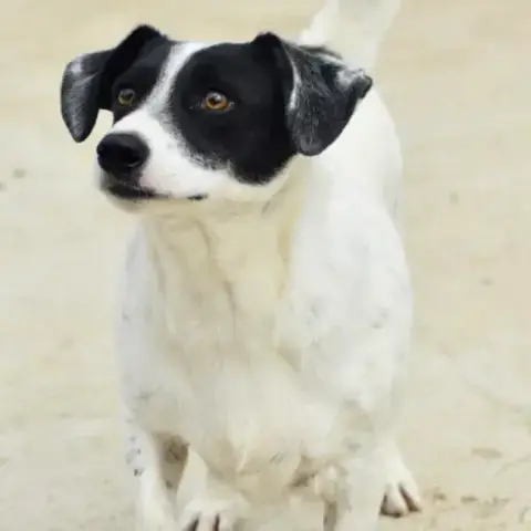 Olaf