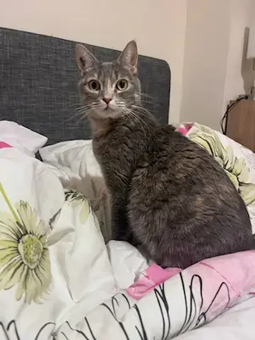 Venus
